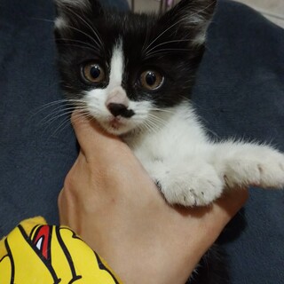 5月7日☆堺市里親会☆しお