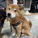 現在トライアル中！ひとりぼっちの柴犬のダイくん！
