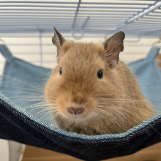 急募 デグー 10ヶ月 メス