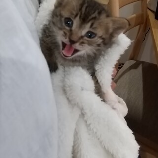 仔猫の里親さんお願いいたします