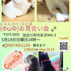 にゃんスペースとあ　ねこのお見合い会