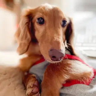 ダックス空ちゃん