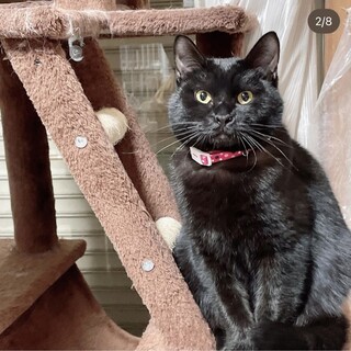 5/7千葉譲渡会★穏やかでやさしいしょうちゃん