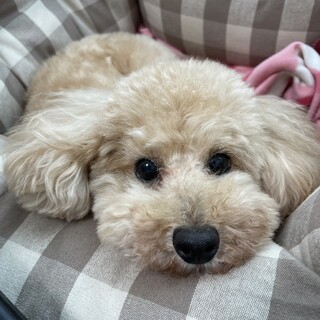 【トライアル中】見た目も性格も愛らしいツキちゃん