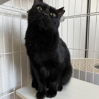 黒猫 女の子 3歳」大阪府 - 猫の里親募集(453741) :: ペットの