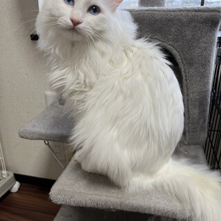 白猫長毛 男の子 」大阪府 - 猫の里親募集(443972) :: ペットのおうち