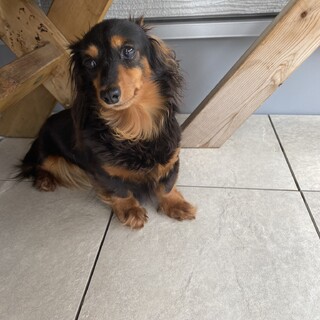 ミニチュアダックス