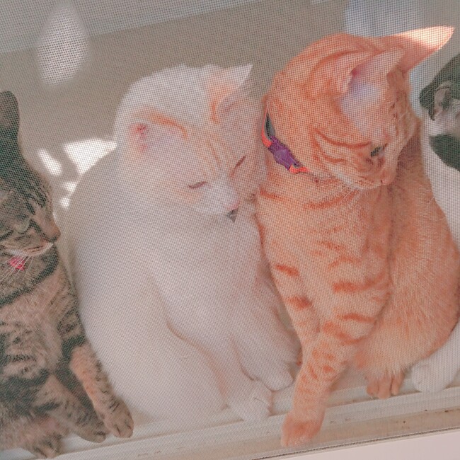 はなむらのカバー写真