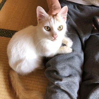 【急募】3歳ぐらい♀セミロング茶白猫