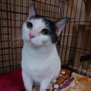 おすまし顔たまこさん　初心者様にもオススメ