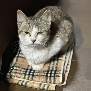 キジ三毛？　子猫