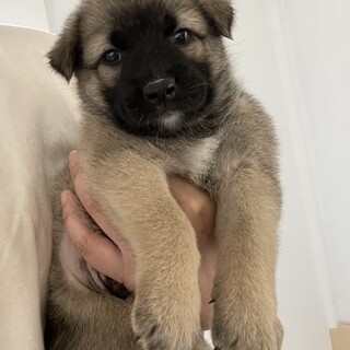 お顔の黒が可愛い遊び盛りの男の子、じゃじゃまる⭐︎