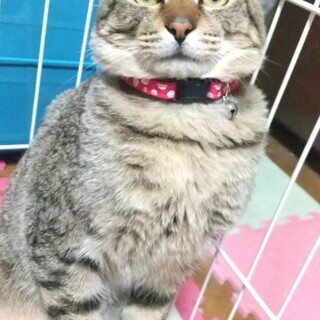 元気な甘えん坊！キジトラのトラキチ