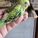 セキセイインコ雛　里親募集