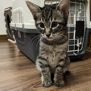 里親決定しました