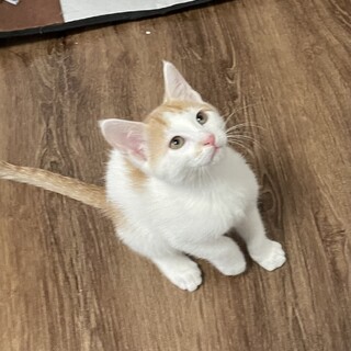 里親決定しました