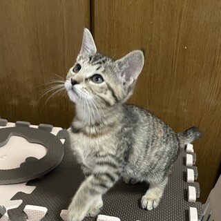 里親決定しました