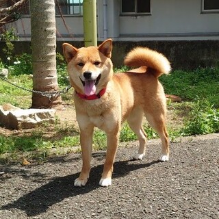 明るく元気、人懐っこい柴犬のウヅキちゃん