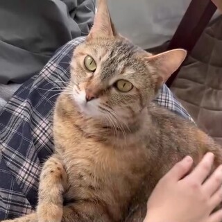 【トライアル決定】初心者歓迎スリゴロ大人猫