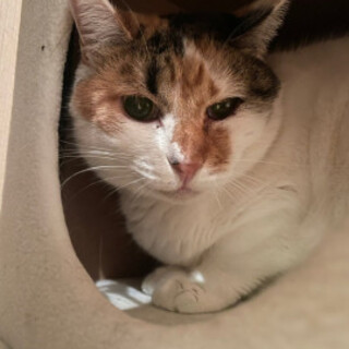 まんまるボディの三毛みゅうちゃん♀５歳