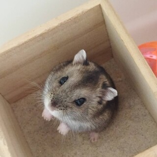 約1ヶ月のメスのハムちゃん