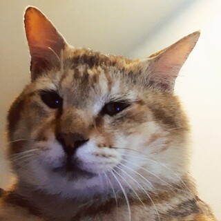 おヒザ空いてますか？人懐こいキジトラ君