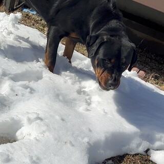 ロットワイラー女の子