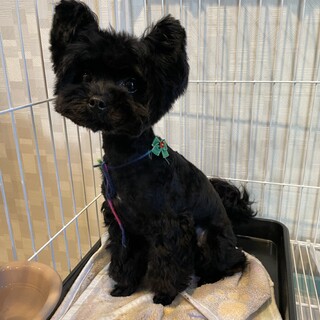 2歳 2.5kg ヨープーの里親募集