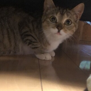 約６ヶ月のにゃんこ