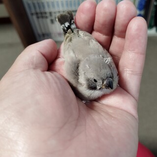 キンカチョウ雛　ブラックチーク