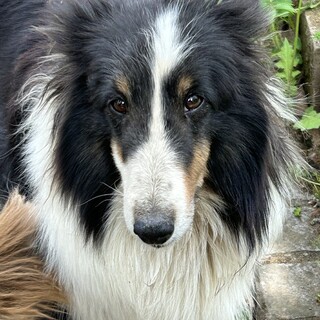 シェットランドシープドッグ 6歳の女の子