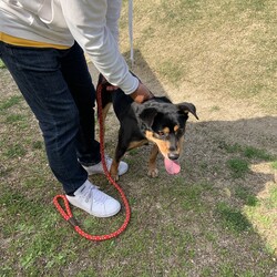 ＡＷＡ総社市しつけ教室　＜雨天決行＞ サムネイル2
