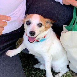 ＡＷＡ総社市しつけ教室　＜雨天決行＞ サムネイル3