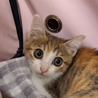 一生仔猫のような小柄な、白三毛猫のおかかちゃん！