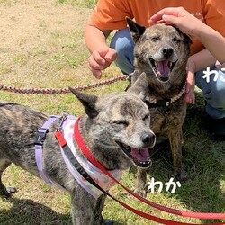 AWA総社犬ねこ譲渡会