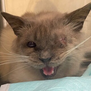 ＜ラーズ＞長毛シャムMIX