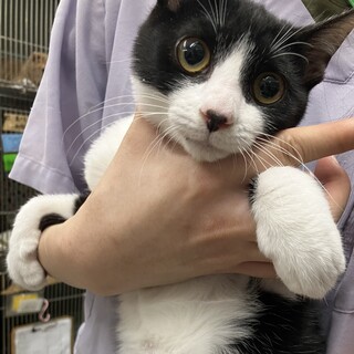 8匹兄弟の黒白はちわれミズキちゃん