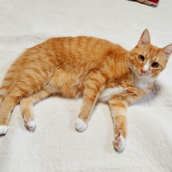 in春日井市☆GW保護猫たちの臨時譲渡会2023年4月29日（土）～ 非営利団体ちーむ にゃいんず