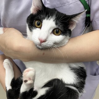 8匹兄弟の白黒はちわれミズエちゃん