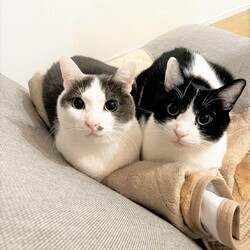 in瀬戸市☆GW保護猫たちの臨時譲渡会2023年4月29日（土）～ 非営利団体「ちーむ にゃいんず」