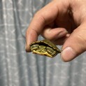 ミドリガメ　子ども　体長約4cm