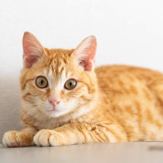 【森ネコ】びっくりお目目のこおりちゃん 馴れてます