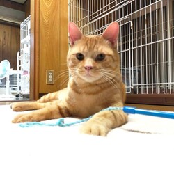 in春日井市☆GW保護猫たちの臨時譲渡会2023年5月3日（水）～ 非営利団体「ちーむ にゃいんず」