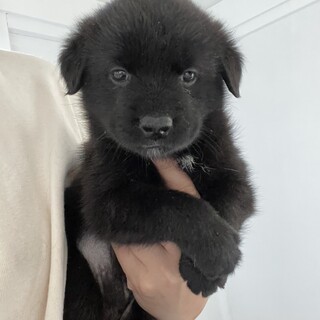 元気な女の子ぴっころ⭐︎