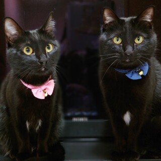 美黒猫兄妹♡里親募集中です