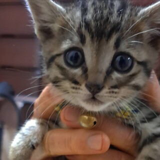 5月7日☆堺市里親会☆こう