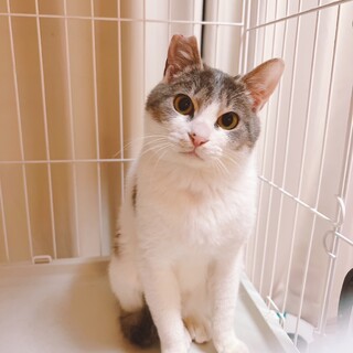 元気な仲良し兄妹猫