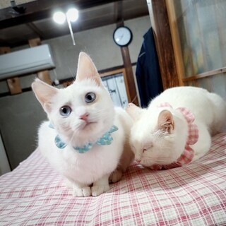 生後７ヶ月、田舎のシロちゃん兄妹