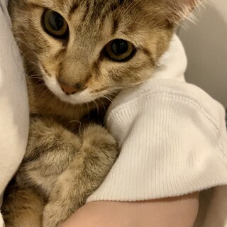 4/30譲渡会 ❁ 美人なキジトラゆずちゃん