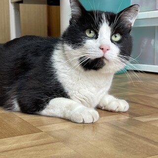 陽気な福ちゃん